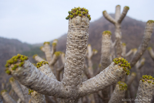 Cussonia arborea image