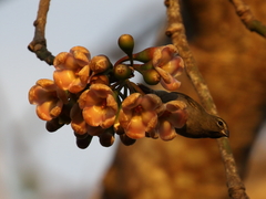 Tiaris olivaceus intermedius