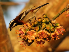 Spindalis zena benedicti