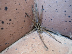 Hogna ferox