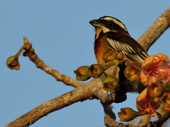 Spindalis zena benedicti