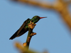 Cynanthus forficatus