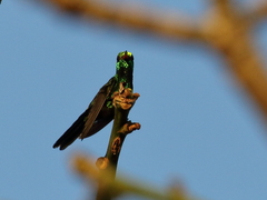Cynanthus forficatus