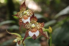 Rhynchostele cordata