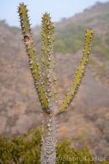 Euphorbia
