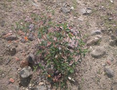 Mentzelia scabra chilensis