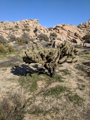 Cylindropuntia wolfii