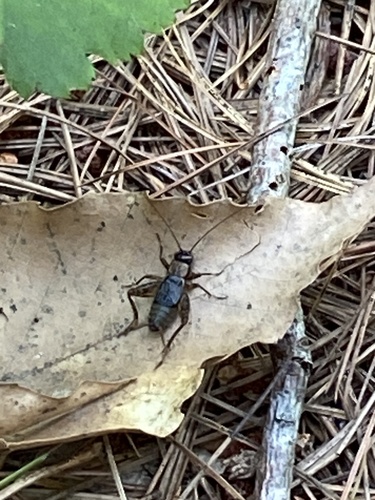 Wood Cricket photo 4
