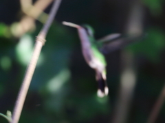 Cynanthus forficatus