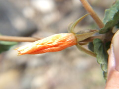 Mentzelia scabra chilensis