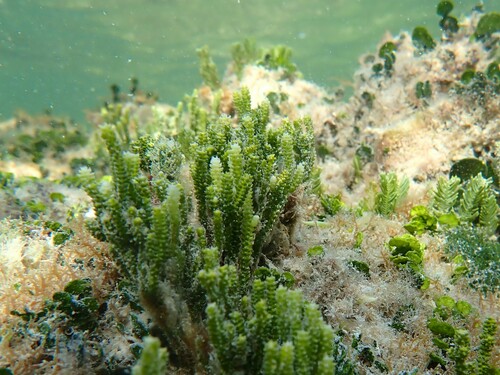 Caulerpa cupressoides