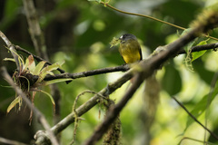 Myiotriccus ornatus