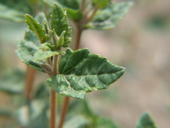 Mentzelia scabra chilensis
