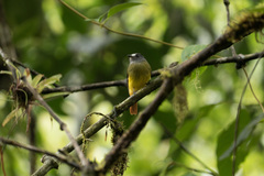 Myiotriccus ornatus