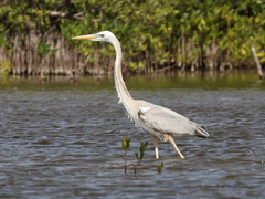 Ardea herodias occidentalis × wardi