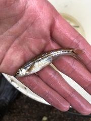 Notropis atrocaudalis