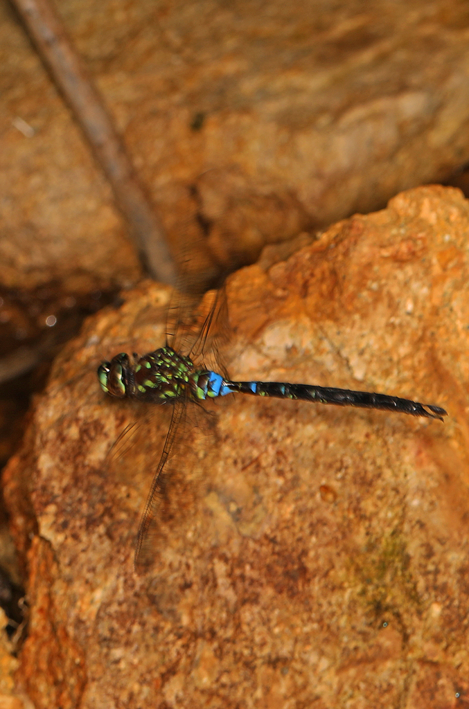 Rhionaeschna joannisi