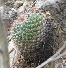 Mammillaria sonorensis