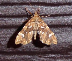 Musotima nitidalis