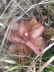 Pinguicula planifolia