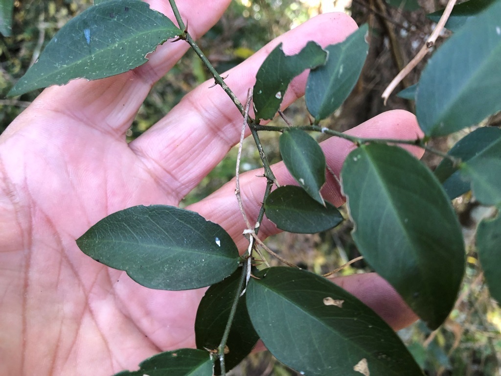 Brush Caper Berry from Gowrie Junction QLD 4352, Australia on September