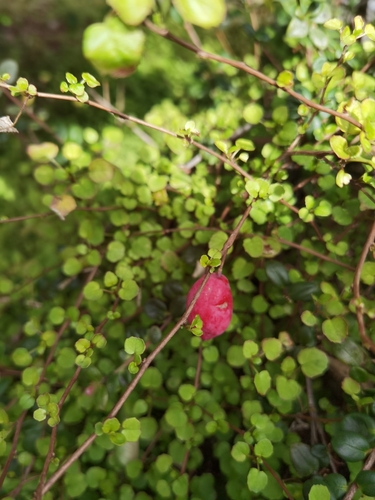 Image of Fuchsia procumbens by no rights reserved