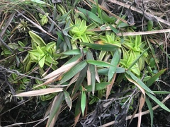 Pinguicula primuliflora