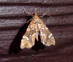 Musotima nitidalis