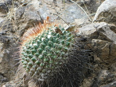 Mammillaria sonorensis