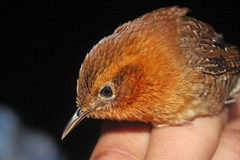 Rufous-Browed Wren photo 3