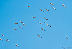 Pelecanus onocrotalus