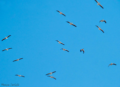 Pelecanus onocrotalus