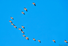 Pelecanus onocrotalus