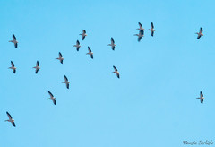 Pelecanus onocrotalus