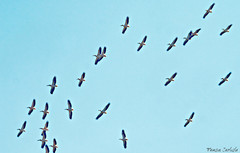 Pelecanus onocrotalus