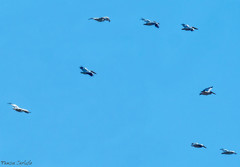 Pelecanus onocrotalus