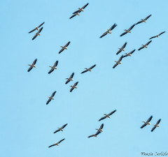 Pelecanus onocrotalus