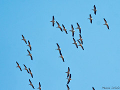 Pelecanus onocrotalus