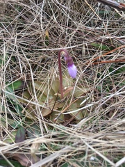 Pinguicula planifolia