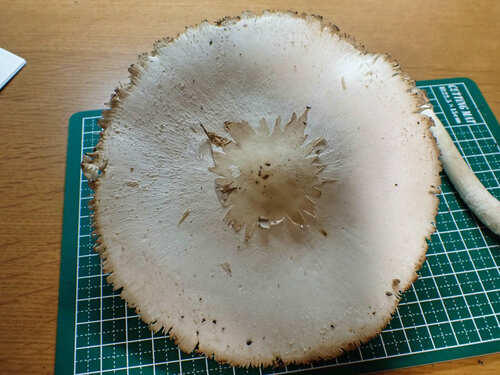 Chlorophyllum molybdites