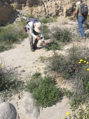 Cryptantha barbigera fergusoniae