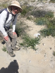 Cryptantha barbigera fergusoniae