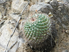 Mammillaria sonorensis