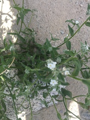 Cryptantha barbigera fergusoniae