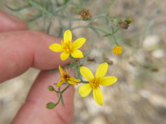 Senecio yurensis