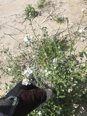 Cryptantha barbigera fergusoniae