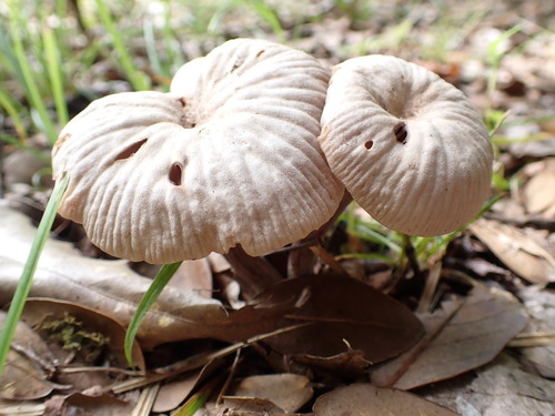 Laccaria vinaceoavellanea