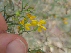 Senecio yurensis