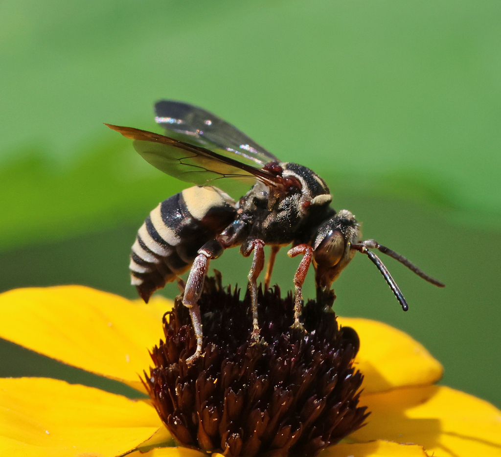 Triepeolus distinctus