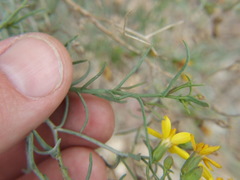 Senecio yurensis